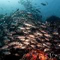 Bigeye Trevally (Caranx sexfasciatus), photo taken in Indonesia, East Nusa Tenggara, West Manggarai Regency, Tatawa Kecil