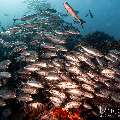Bigeye Trevally (Caranx sexfasciatus), photo taken in Indonesia, East Nusa Tenggara, West Manggarai Regency, Tatawa Kecil