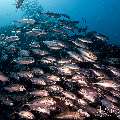 Bigeye Trevally (Caranx sexfasciatus), photo taken in Indonesia, East Nusa Tenggara, West Manggarai Regency, Tatawa Kecil
