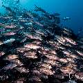 Bigeye Trevally (Caranx sexfasciatus), photo taken in Indonesia, East Nusa Tenggara, West Manggarai Regency, Tatawa Kecil