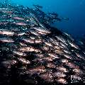 Bigeye Trevally (Caranx sexfasciatus), photo taken in Indonesia, East Nusa Tenggara, West Manggarai Regency, Tatawa Kecil