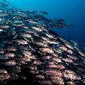 Bigeye Trevally (Caranx sexfasciatus), photo taken in Indonesia, East Nusa Tenggara, West Manggarai Regency, Tatawa Kecil