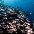 Bigeye Trevally (Caranx sexfasciatus), photo taken in Indonesia, East Nusa Tenggara, West Manggarai Regency, Tatawa Kecil
