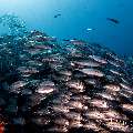 Bigeye Trevally (Caranx sexfasciatus), photo taken in Indonesia, East Nusa Tenggara, West Manggarai Regency, Tatawa Kecil