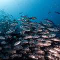 Bigeye Trevally (Caranx sexfasciatus), photo taken in Indonesia, East Nusa Tenggara, West Manggarai Regency, Tatawa Kecil