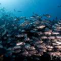Bigeye Trevally (Caranx sexfasciatus), photo taken in Indonesia, East Nusa Tenggara, West Manggarai Regency, Tatawa Kecil