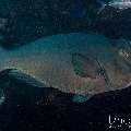 Humphead Parrotfish (Bolbometopon muricatum), photo taken in Indonesia, East Nusa Tenggara, West Manggarai Regency, Tatawa Kecil