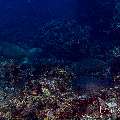 Humphead Parrotfish (Bolbometopon muricatum), photo taken in Indonesia, East Nusa Tenggara, West Manggarai Regency, Tatawa Kecil