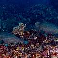 Humphead Parrotfish (Bolbometopon muricatum), photo taken in Indonesia, East Nusa Tenggara, West Manggarai Regency, Tatawa Kecil