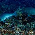 Humphead Parrotfish (Bolbometopon muricatum), photo taken in Indonesia, East Nusa Tenggara, West Manggarai Regency, Tatawa Kecil