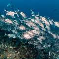 Bigeye Trevally (Caranx sexfasciatus), photo taken in Indonesia, East Nusa Tenggara, West Manggarai Regency, Tatawa Kecil