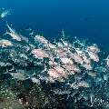Bigeye Trevally (Caranx sexfasciatus), photo taken in Indonesia, East Nusa Tenggara, West Manggarai Regency, Tatawa Kecil