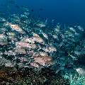 Bigeye Trevally (Caranx sexfasciatus), photo taken in Indonesia, East Nusa Tenggara, West Manggarai Regency, Tatawa Kecil