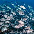 Bigeye Trevally (Caranx sexfasciatus), photo taken in Indonesia, East Nusa Tenggara, West Manggarai Regency, Tatawa Kecil