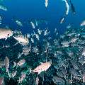 Bigeye Trevally (Caranx sexfasciatus), photo taken in Indonesia, East Nusa Tenggara, West Manggarai Regency, Tatawa Kecil