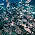 Bigeye Trevally (Caranx sexfasciatus), photo taken in Indonesia, East Nusa Tenggara, West Manggarai Regency, Tatawa Kecil