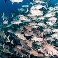 Bigeye Trevally (Caranx sexfasciatus), photo taken in Indonesia, East Nusa Tenggara, West Manggarai Regency, Tatawa Kecil