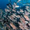 Bigeye Trevally (Caranx sexfasciatus), photo taken in Indonesia, East Nusa Tenggara, West Manggarai Regency, Tatawa Kecil
