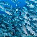 Bigeye Trevally (Caranx sexfasciatus), photo taken in Indonesia, East Nusa Tenggara, West Manggarai Regency, Tatawa Kecil