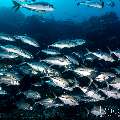 Bigeye Trevally (Caranx sexfasciatus), photo taken in Indonesia, East Nusa Tenggara, West Manggarai Regency, Tatawa Kecil
