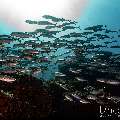 Bigeye Trevally (Caranx sexfasciatus), photo taken in Indonesia, East Nusa Tenggara, West Manggarai Regency, Tatawa Kecil