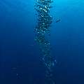Bigeye Trevally (Caranx sexfasciatus), photo taken in Indonesia, East Nusa Tenggara, West Manggarai Regency, Tatawa Kecil