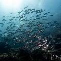 Bigeye Trevally (Caranx sexfasciatus), photo taken in Indonesia, East Nusa Tenggara, West Manggarai Regency, Tatawa Kecil