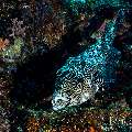 Map Puffer (Arothron mappa), photo taken in Indonesia, East Nusa Tenggara, West Manggarai Regency, Tatawa Kecil