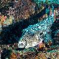 Map Puffer (Arothron mappa), photo taken in Indonesia, East Nusa Tenggara, West Manggarai Regency, Tatawa Kecil