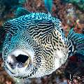 Map Puffer (Arothron mappa), photo taken in Indonesia, East Nusa Tenggara, West Manggarai Regency, Tatawa Kecil