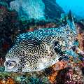 Map Puffer (Arothron mappa), photo taken in Indonesia, East Nusa Tenggara, West Manggarai Regency, Tatawa Kecil