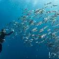 Bigeye Trevally (Caranx sexfasciatus), photo taken in Indonesia, East Nusa Tenggara, West Manggarai Regency, Tatawa Kecil