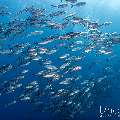 Bigeye Trevally (Caranx sexfasciatus), photo taken in Indonesia, East Nusa Tenggara, West Manggarai Regency, Tatawa Kecil