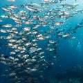 Bigeye Trevally (Caranx sexfasciatus), photo taken in Indonesia, East Nusa Tenggara, West Manggarai Regency, Tatawa Kecil