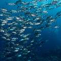 Bigeye Trevally (Caranx sexfasciatus), photo taken in Indonesia, East Nusa Tenggara, West Manggarai Regency, Tatawa Kecil
