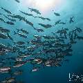 Bigeye Trevally (Caranx sexfasciatus), photo taken in Indonesia, East Nusa Tenggara, West Manggarai Regency, Tatawa Kecil