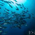 Bigeye Trevally (Caranx sexfasciatus), photo taken in Indonesia, East Nusa Tenggara, West Manggarai Regency, Tatawa Kecil