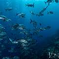 Bigeye Trevally (Caranx sexfasciatus), photo taken in Indonesia, East Nusa Tenggara, West Manggarai Regency, Tatawa Kecil