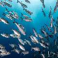 Bigeye Trevally (Caranx sexfasciatus), photo taken in Indonesia, East Nusa Tenggara, West Manggarai Regency, Tatawa Kecil
