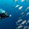 Bigeye Trevally (Caranx sexfasciatus), photo taken in Indonesia, East Nusa Tenggara, West Manggarai Regency, Tatawa Kecil