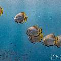 Golden Batfish (Platax boersii), photo taken in Indonesia, East Nusa Tenggara, West Manggarai Regency, Tatawa Kecil