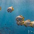Golden Batfish (Platax boersii), photo taken in Indonesia, East Nusa Tenggara, West Manggarai Regency, Tatawa Kecil