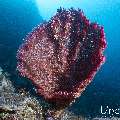 , photo taken in Indonesia, East Nusa Tenggara, West Manggarai Regency, Pengah Kecil