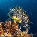 , photo taken in Indonesia, East Nusa Tenggara, West Manggarai Regency, Pengah Kecil