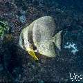 Blanthead Batfish (Platax teira), photo taken in Indonesia, East Nusa Tenggara, West Manggarai Regency, Pengah Kecil