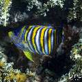Royal Angelfish (Pygoplites diacanthus), photo taken in Indonesia, East Nusa Tenggara, West Manggarai Regency, Pengah Kecil