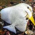 Blanthead Batfish (Platax teira), photo taken in Indonesia, East Nusa Tenggara, West Manggarai Regency, Pengah Kecil