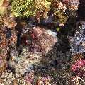 Day Octopus (Octopus cyanea), photo taken in Indonesia, East Nusa Tenggara, West Manggarai Regency, Pengah Kecil