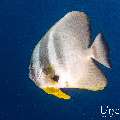 Blanthead Batfish (Platax teira), photo taken in Indonesia, East Nusa Tenggara, West Manggarai Regency, Pengah Kecil