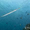 Bluespotted Cornetfish (Fistularia commersonii), photo taken in Indonesia, East Nusa Tenggara, West Manggarai Regency, Pengah Kecil
